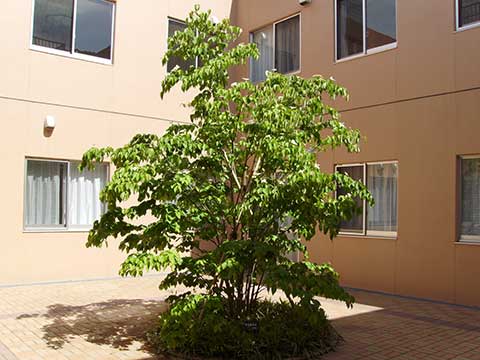 中庭の木・ヤマボウシ